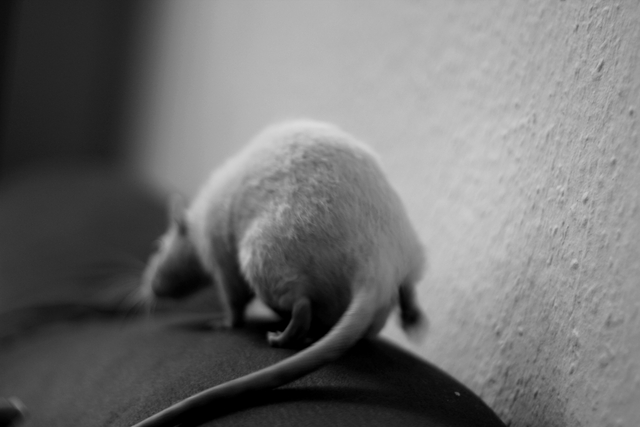 animal testing rat vegan tierversuche cruelty free