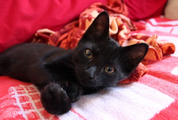Shodan Black Cat schwarze Katze vegan