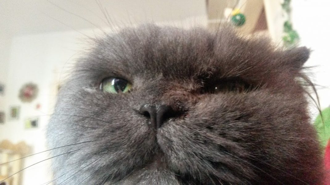 Mimi Katze cat selfie stick