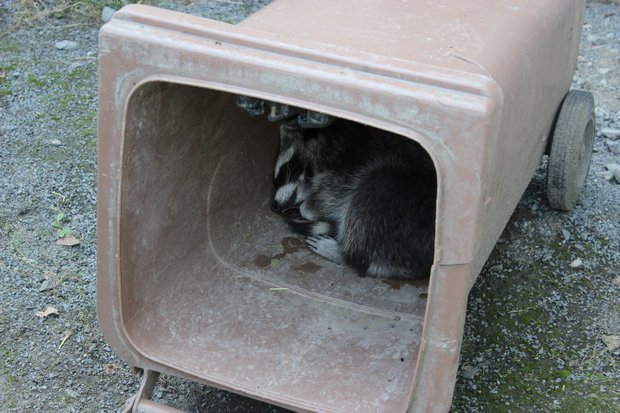 Waschbaer raccoon Kassel vegan schlafend