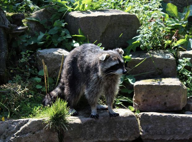 Waschbär raccoon sababurg kassel