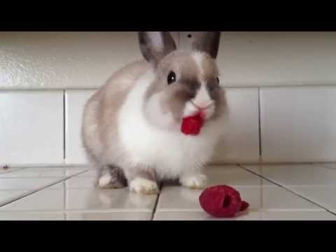 Bunny Eating Raspberries!