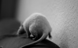 animal testing rat vegan tierversuche cruelty free