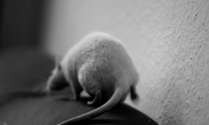 animal testing rat vegan tierversuche cruelty free