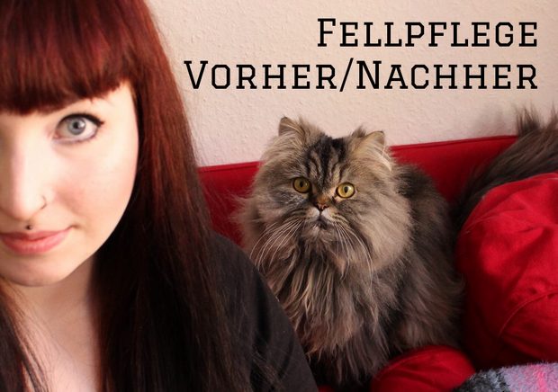 erbse und amaru katze sebum only no wash fellpflege vegan