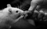 tierversuche animal testing rat ratte vegan kosmetik