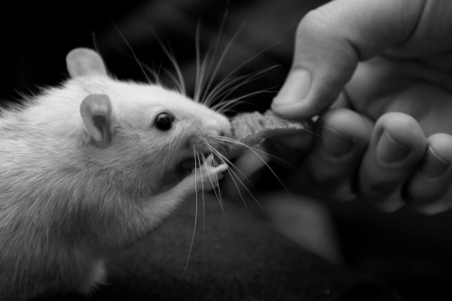 tierversuche animal testing rat ratte vegan kosmetik