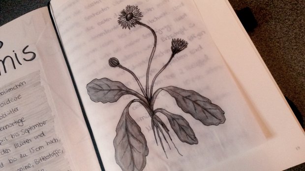 Gänseblümchen botanik zeichnung illustration vegan Pflanzen