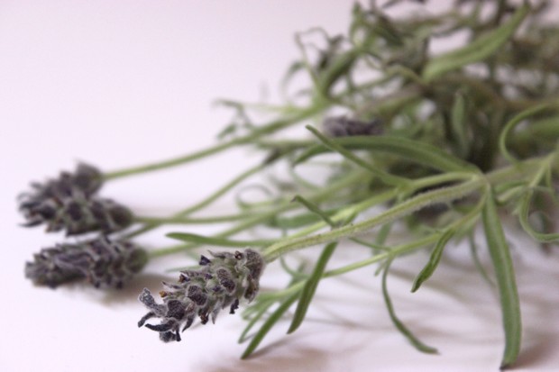 Haarkräuter Juli kosmetik vegan Haare Kräuter Pflanzen Lavendel Rinse Spülung Lavender Gesichtswasser Toner diy selbstgemacht