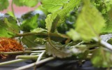 haarkräuter haare vegan kosmetik naturkosmetik holunder melisse zitronenmelisse raupe ringelblume pfefferminze minze