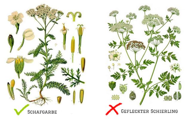 Conium_maculatum_-_Köhler–s_Medizinal-Pflanzen-191 Achillea millefolium gefleckter schierling schafgarbe verwechslung giftig haare haarkräuter vegan kosmetik