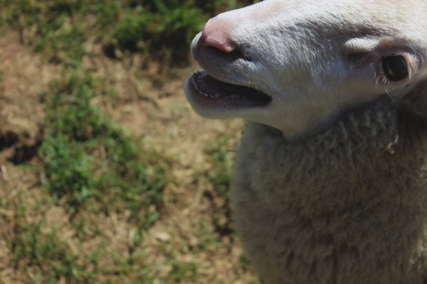 Schaf Sababurg Schafgarbe Kassel vegan Haarkräuter Kosmetik