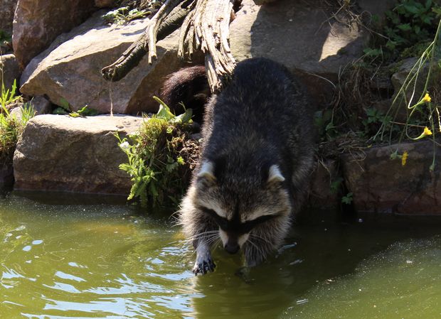 Waschbär raccoon sababurg kassel am Wasser