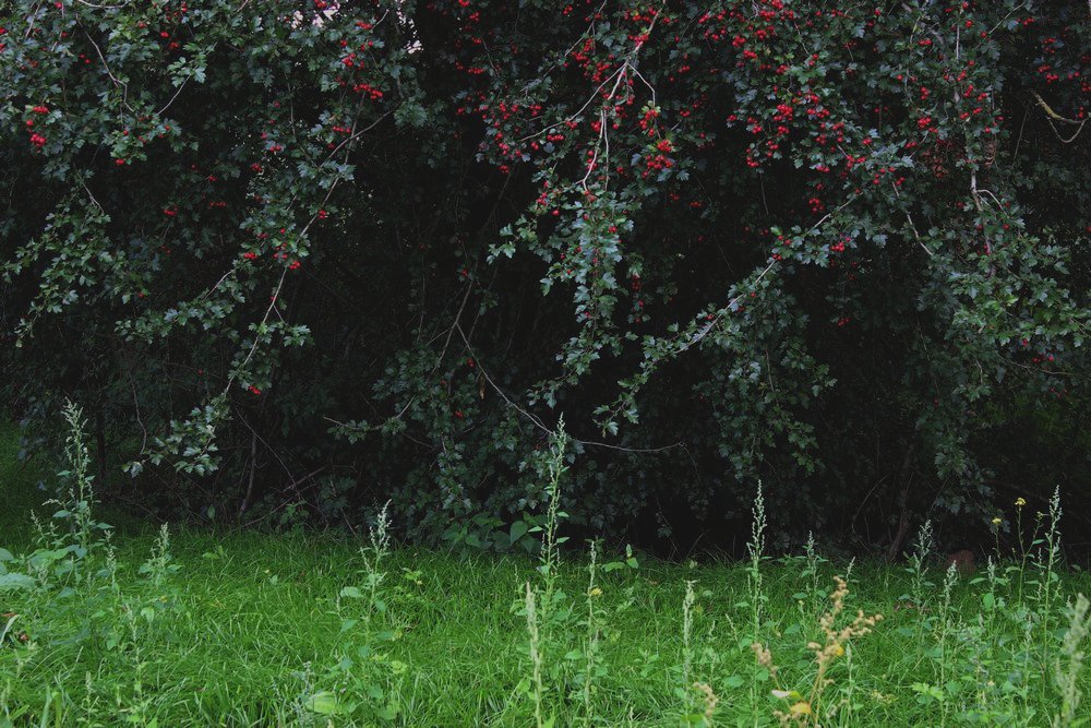 Wiese mit roten Früchten