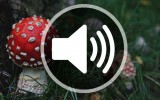 Fliegenpilz thumbnail audio podcast vegan beauty blog kosmetik