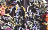 Alternative Haarwäsche Brennnessel DIY Haarspülung Kräuter Lavendel Melisse poo-free Rezept Ringelblume Rinse Rose selbstgemacht vegan 2