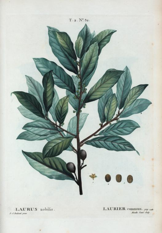 T2_32_Laurus_nobilis_par_Pierre-Joseph_Redouté