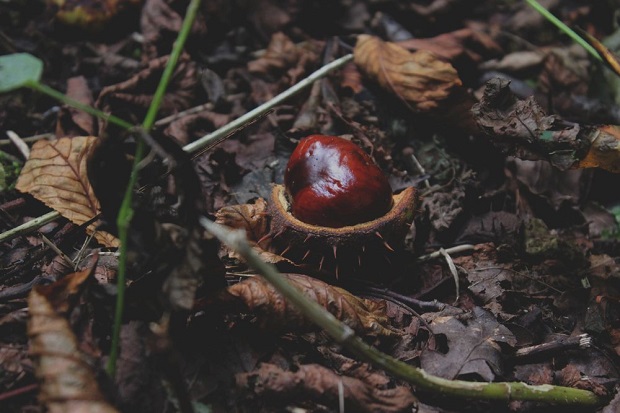 Kastanie Herbst Kosmetik vegan Erbse