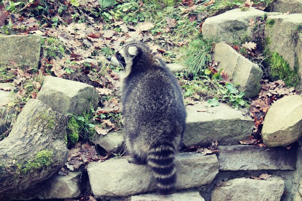 sababurg-tierpark-kassel-hofgeismar-dezember-2016-Burg