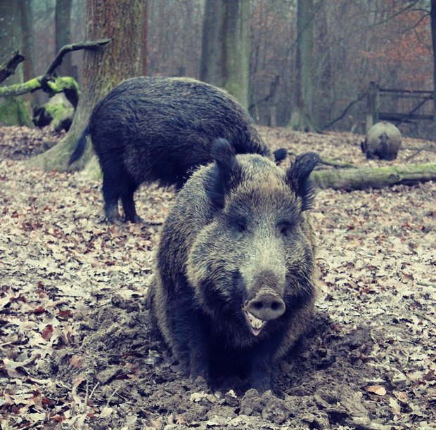 sababurg-tierpark-kassel-hofgeismar-dezember-2016-Burg