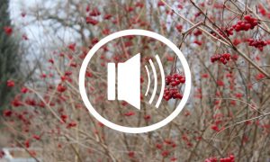 Audio podcast beauty kosmetik vegan erbse ungeschminkt sein gurus minimalismus öko esoterik