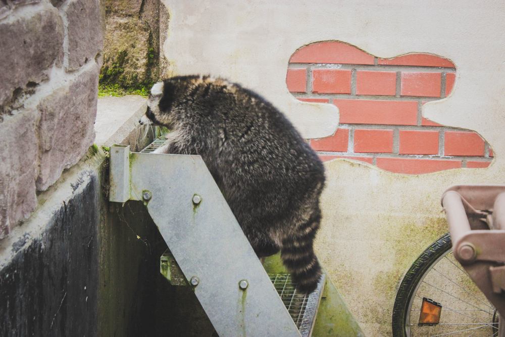 Waschbär Frida Sababurg erbse kosmetik vegan Spenden Ko-Fi Patreon Danke